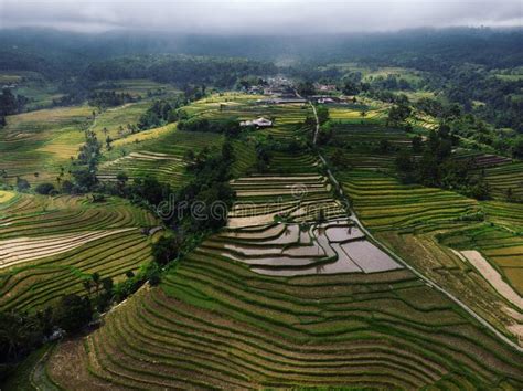 Aerial Panorama Of Rural Countryside Jatiluwih Rice Terraces Paddy