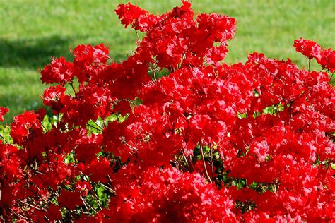 Arguable the finest winter flowering shrubs or very small trees, witch hazels, will break into full blossom during the new year. Stewartstonian Azalea: Evergreen Choice for a Red Azalea