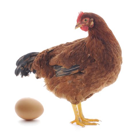 Idiom a situation in which it is difficult to tell which one of two things was the cause of the other main entry: isolated chicken with egg - World Animal News
