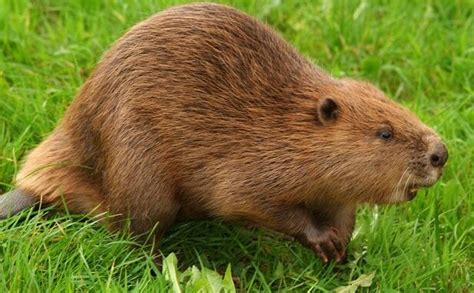 National Animal Of Canada Interesting Facts About Beaver