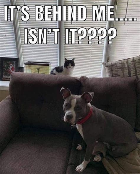 The 15 Funniest Pitbull Memes Of The Week Petpress Funny Memes