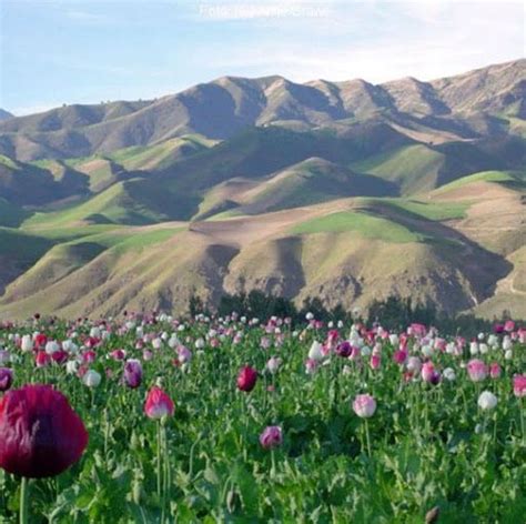 Poppy Field Afghanistan Afghanistan Landscape Poppy Field Poppies