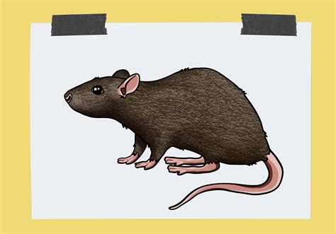 How To Draw A Rat Design School