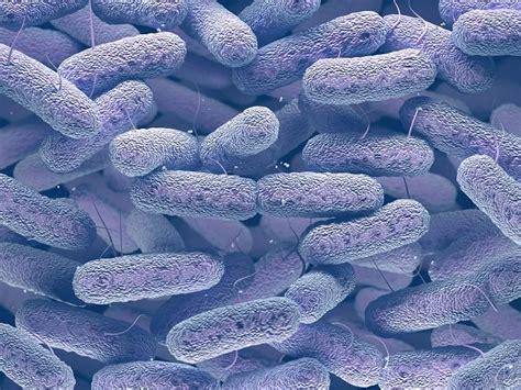 Bakteria Salmonelli Jest Pasożytem Zewnętrznym - Salmonella - objawy i leczenie salmonellozy | TVN Zdrowie