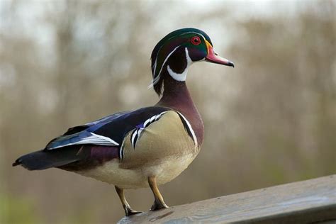 Midwestwasp Wood Ducks Wood Duck