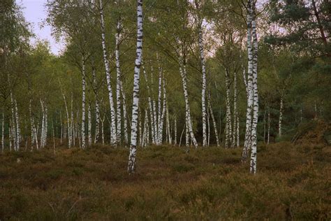 Free Birch trees Stock Photo - FreeImages.com