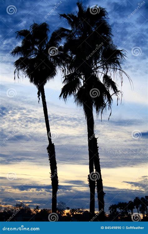 California Sunset Palm Trees Silhouette Stock Photo Image Of Dreams