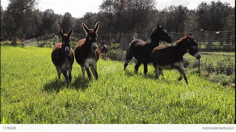 Donkeys Running In Slow Motion Stock Video Footage 1176248