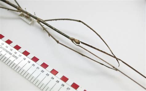 Museum Unveils Worlds Longest Insect Stick Bug Insects Borneo