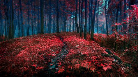Landscapes Nature Trees Forest Autumn Fall Seasons Red