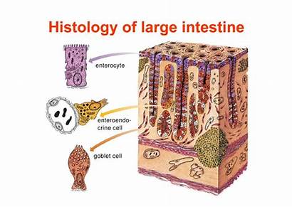 Intestine Bowel Intestines Movements Ecosystem Governing Laws