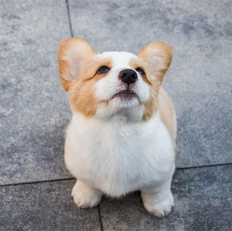 Cute Corgi Pictures Photos And Images For Facebook Tumblr Pinterest