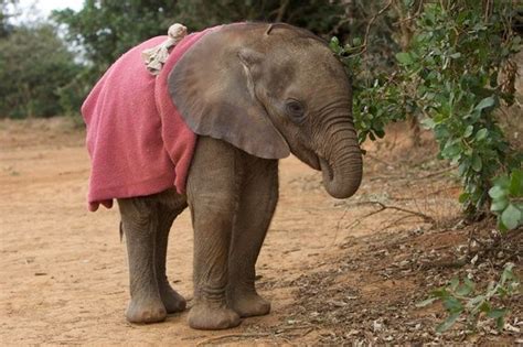 Baby Elephant Weight In Tons Stormy Olmstead