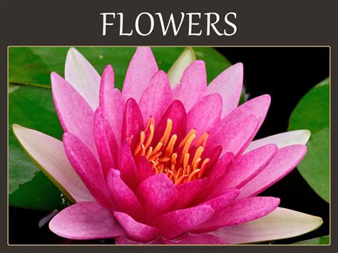 It also symbolizes elegance and. Flower Meanings | Birth Flowers | The Language of Flowers ...