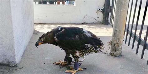 African Crowned Eagle Rescued From Wildlife Traffickers In Liberia