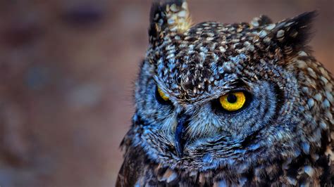 Cute Owl Backgrounds For Desktop Pixelstalknet