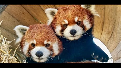 Memphis Zoo Adds Red Pandas To China Exhibit