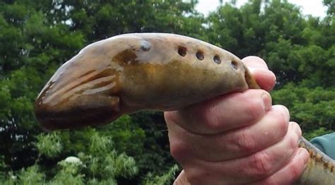 Dengan lebar sayap mencapai tujuh meter, diklaim sebagai pterosaurus terbesar. Ikan 'Vampir' yang Hilang di Abad ke-18 Muncul Lagi ...