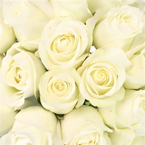 Wholesale White Akito Sweetheart Roses ᐉ Bulk White Akito Sweetheart