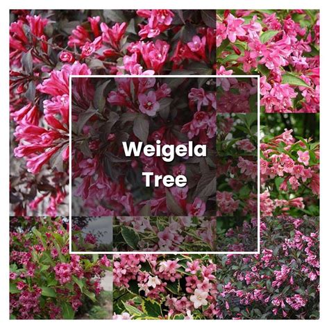 How To Grow Weigela Tree Plant Care And Tips Norwichgardener