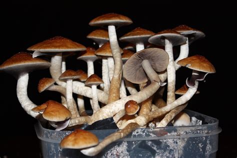 ‘magic Mushroom Compound Safe For Broader Tests In Depression