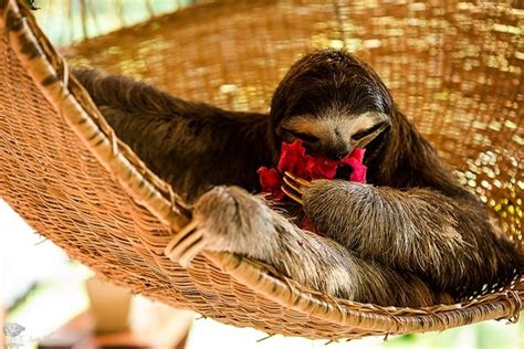 Sloth Eating A Hibiscus Flower In Costa Rica Things I Like Pinterest Facts About Sloths