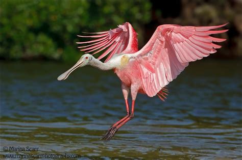 This Roseate Spoonbill Was Photographed Near The Alafia Banks On The