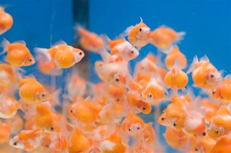 Fish And Aquarium Blog Baby Goldfish