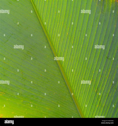 Tropical Waxy Green Leaves Abstract Background Stock Photo Alamy