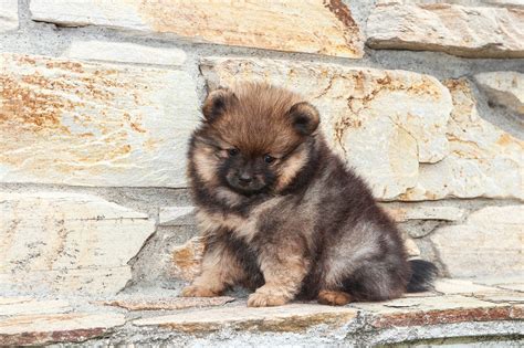 Pomeranian Dog Breeds Complete Profile History And Care