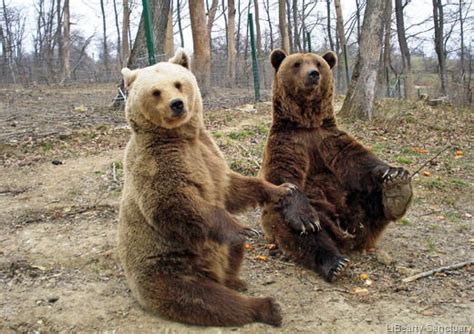 An Oasis For Bears In Romania Earth In Transition