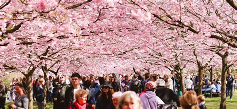Where To Find Cherry Blossoms In Copenhagen Travel Monkey