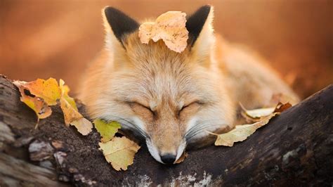 Nature Animals Fox Trees Leaves Fall Depth Of Field Sleeping