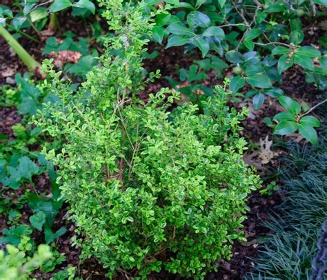 Buxus Microphylla Golden Dream™ Peergold Boxwood Garden Center