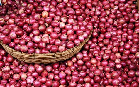 A Grade Maharashtra Red Onions Packaging Size 50 Kg Onion Size