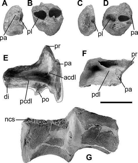 Dorsal Vertebrae Of Dubreuillosaurus Valesdunensis Mnhn 1998 13