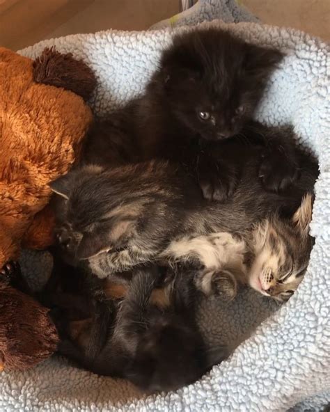 2 Orphaned Kittens Become Siblings To 3 Tinier Rescued Kittens In Need