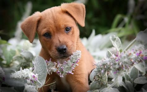 Cute Puppy Wallpapers For Desktop Images