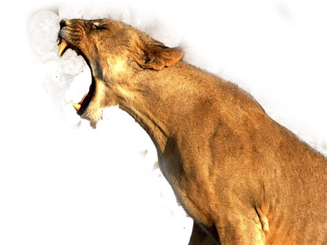 Lioness Roar Transparent Png Png Mart