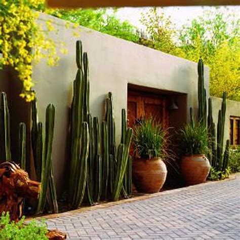Atrévete Con Los Cactus 15 Inspiradoras Decoraciones Para Patios Y