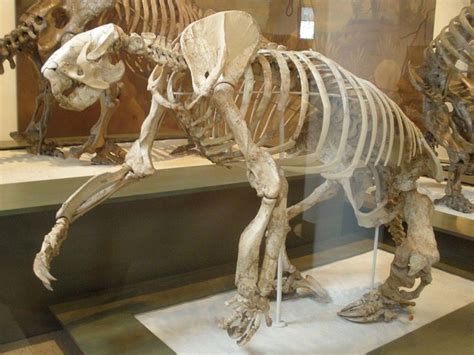 Giant Ground Sloth Megalonyx Facts And Figures