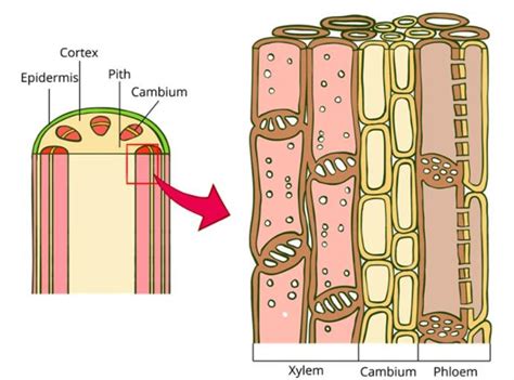Complex Permanent Tissue Xylem — Lesson Science State Board Class 9