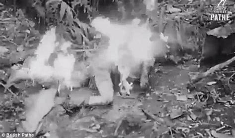 wwii footage shows australian troops attacking japanese soldiers with a flamethrower daily