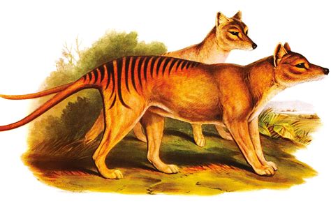 Scientists Are Bringing Back Extinct Tasmanian Tigers How It Works