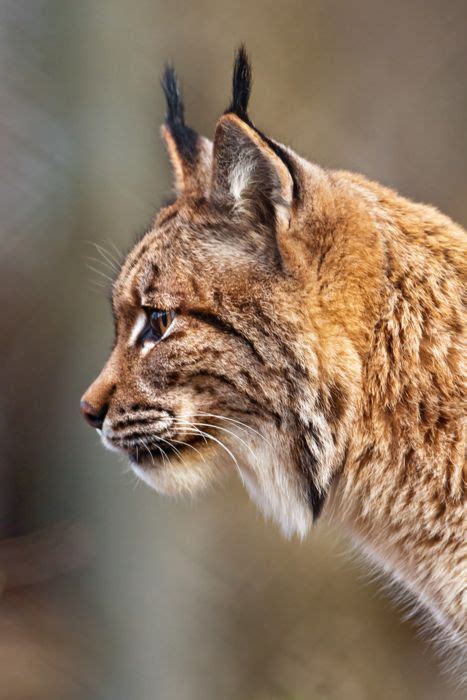 Eurasian Lynx Lynx Lynx ©tambako The Jaguar The Eurasian Lynx Is The