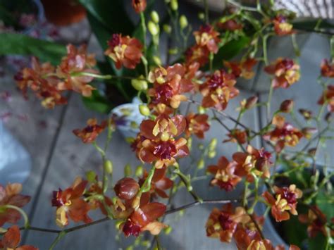Orquídeas Oncidium Tiny Twinkle