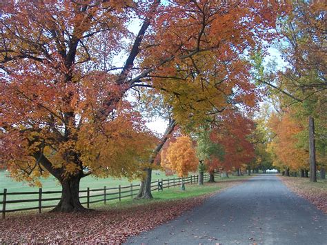 Blue Ridge Mountain Home Fall Foliage In Loudoun County Virginia