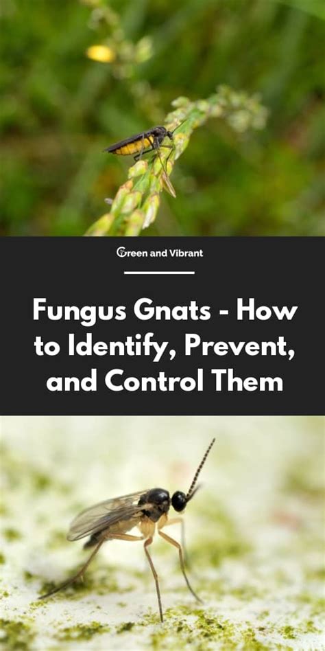 Fungus Gnats How To Identify Prevent And Control Them