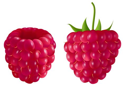 Free Raspberry Cliparts Download Free Raspberry Cliparts Png Images