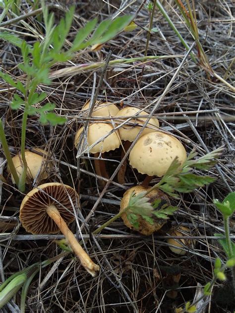 Is This Dung Dome Stropharia Semiglobata Found In Pollock Pines Ca
